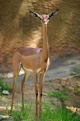 Gerenuk (Englsih)-Garanuug (Somali) means "giraffe-necked" in Somali