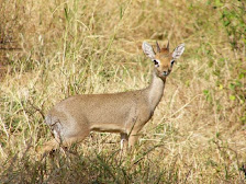 Dik Dik (Sagaaro)