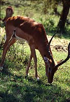 Impala means "animal" in the Zulu language