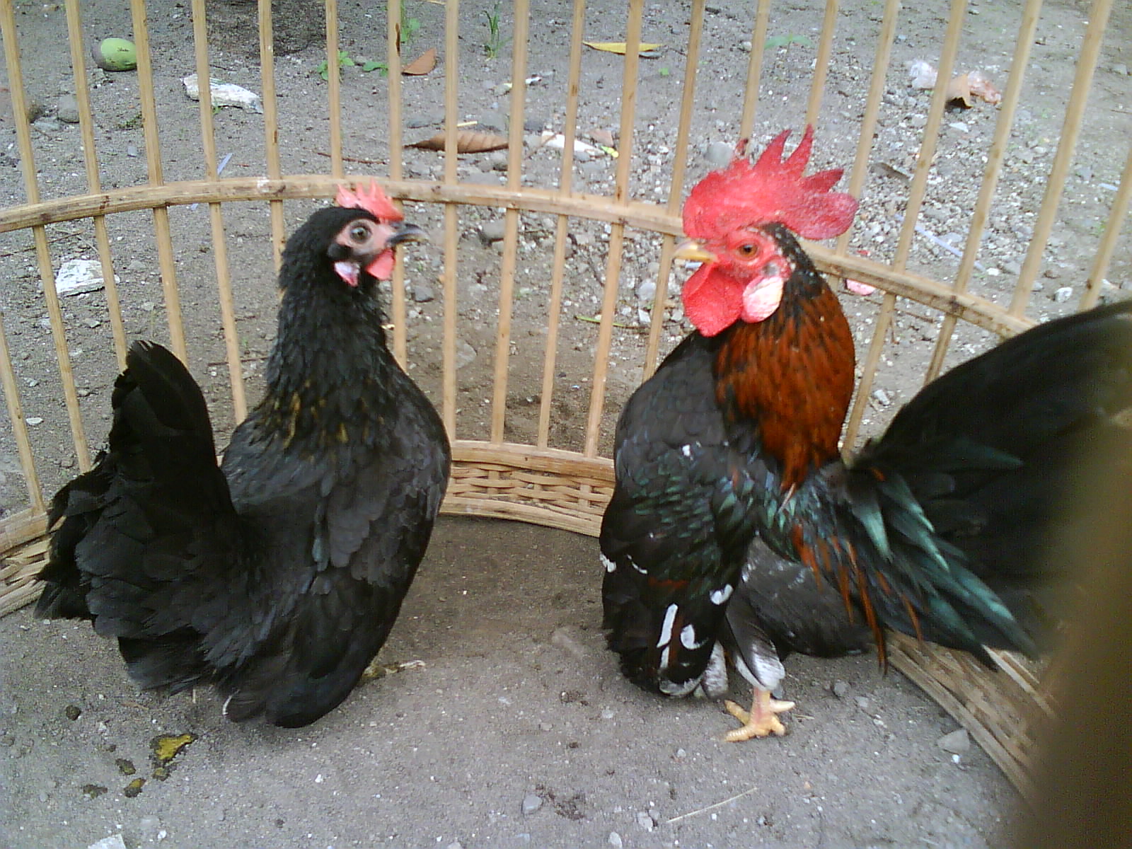 Beternak ayam serama ~ Ayam Serama
