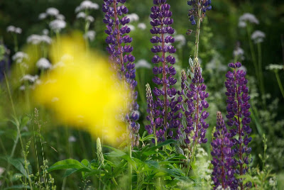 Flower Hill Farm Blooming Friday Happy Midsummer Holidays flower-hill-farm-blooming-friday-happy-midsummer-holidays