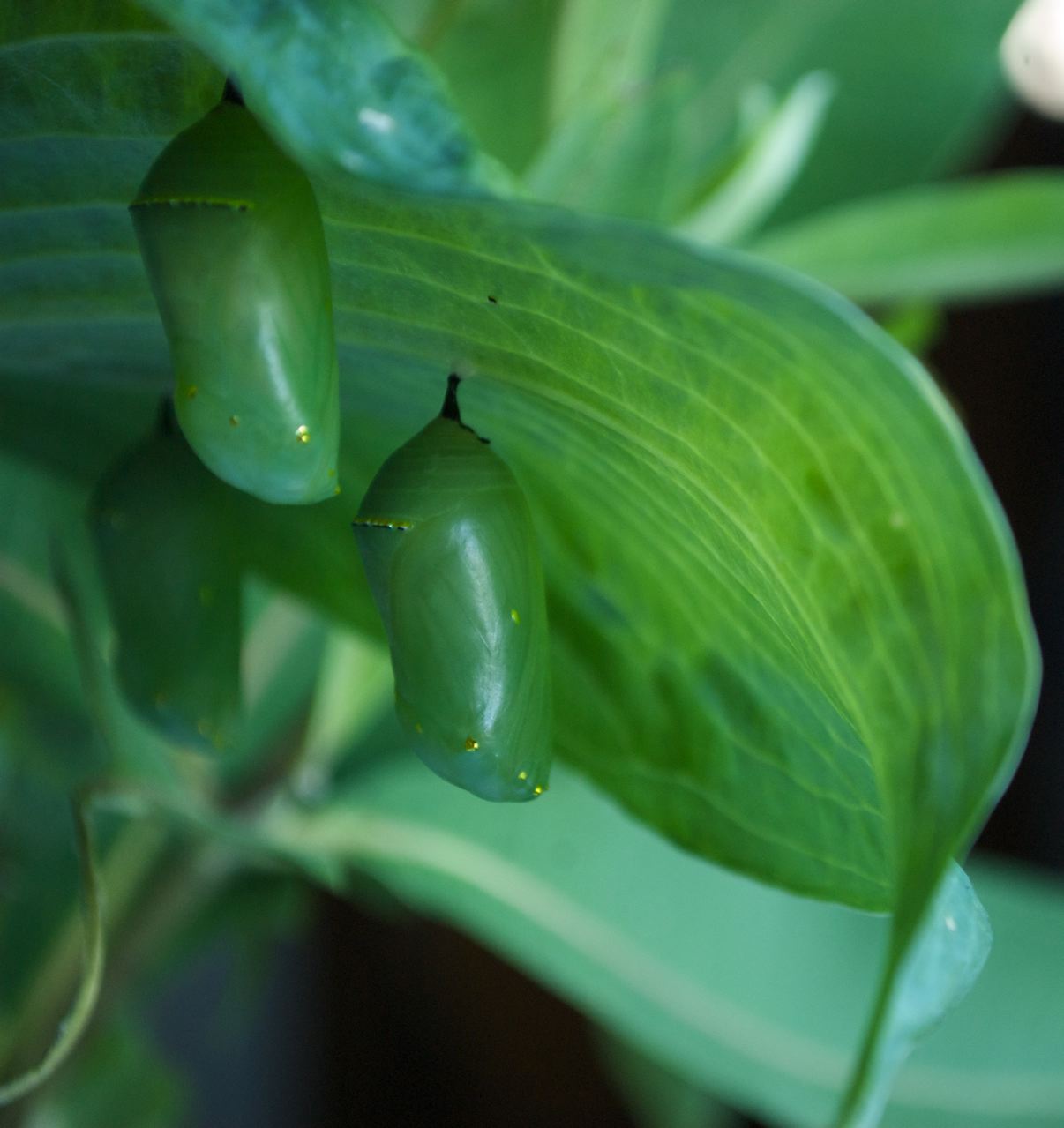 Flower Hill Farm Captivating Chrysalis Curtain Rising Monarch