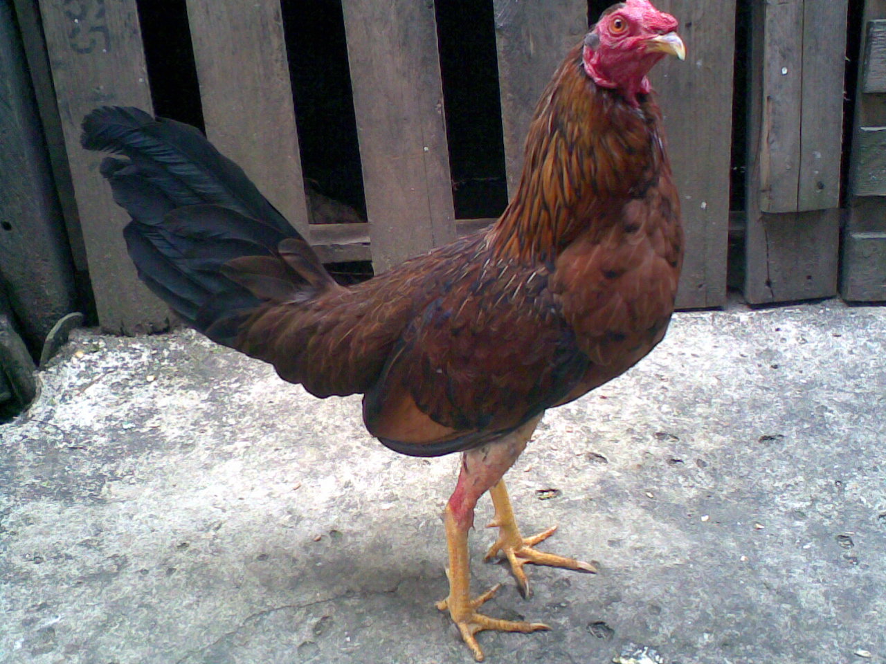 Fotos de gallos finos de colombia 64 Fotos de gallos finos de colombia 39