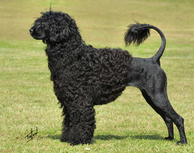 [Portuguese_Water_Dog.jpg]