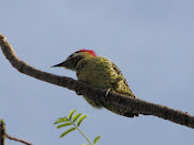 Identificando Pássaros