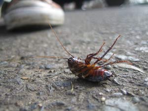 [cockroach_back2_s.jpg]