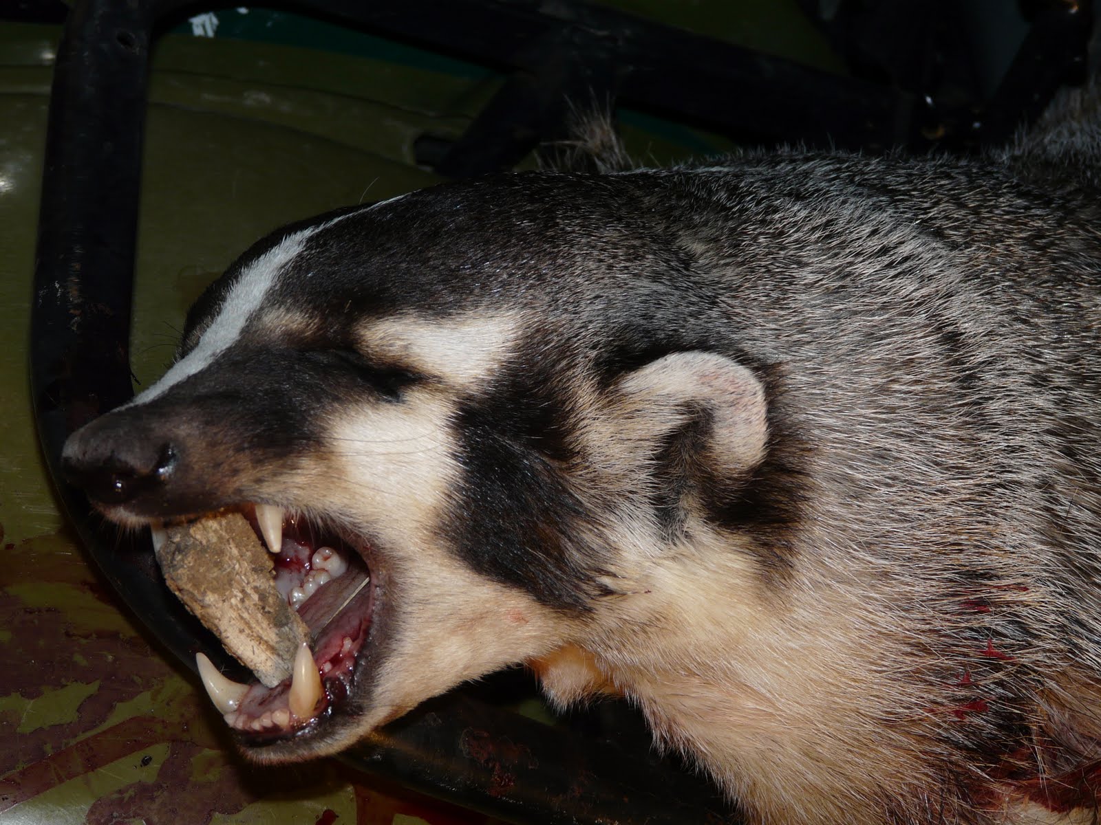 Trophycalls Hunting Blog 2010 Badger Taken