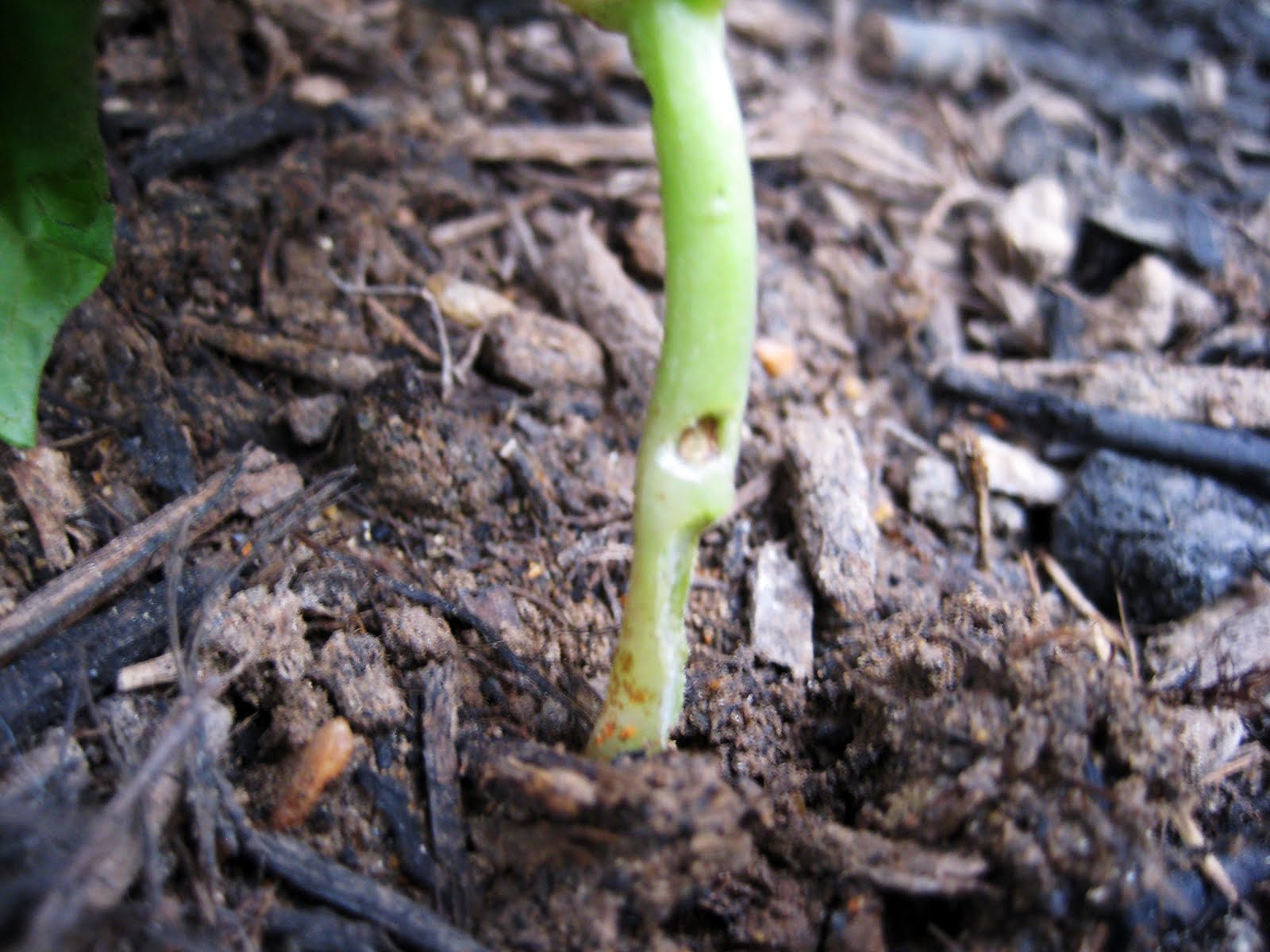 How To Kill Rolly Pollies In Garden Rolly Polly Out of the Oven