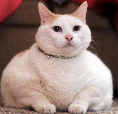 Big Fat Pussy Cat 67