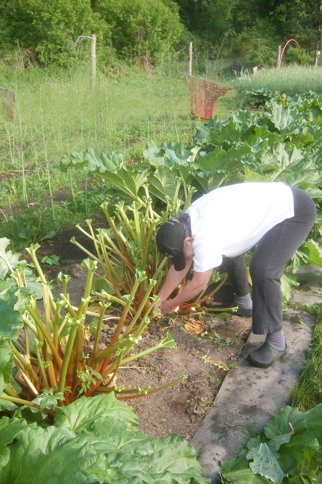 cook out of the box Tried and True Rhubarb Sauce