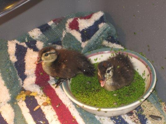 Taking Flight: Wood Duck Ducklings Join Our Growing Group of Babies