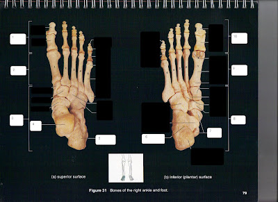 Austin Anatomy: Holy Cow...Here's What the Skeletal Section of Our