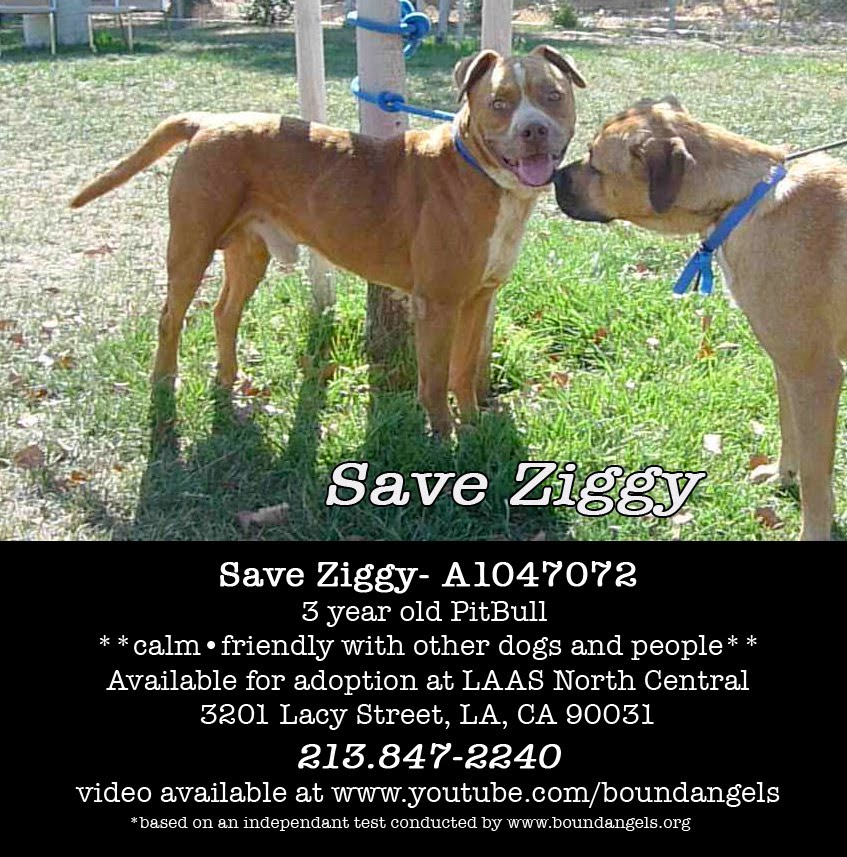 [ziggyadoptioninfo.jpg]