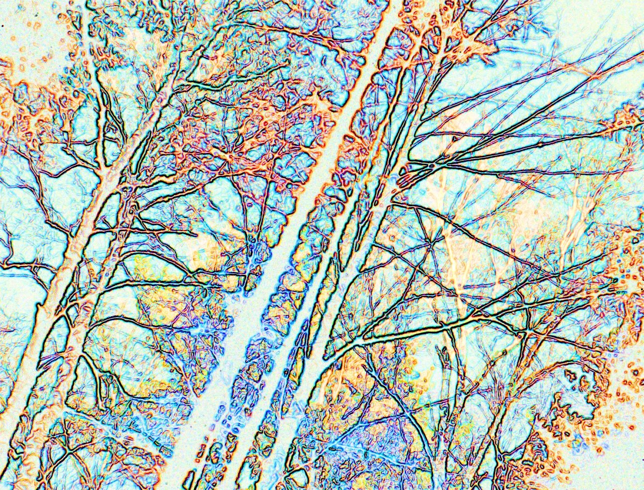 [+trees+light.jpg]