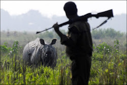 Female rhino shot dead