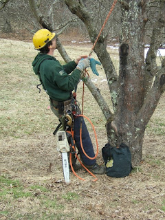 WNC Vegetable and Small Fruits News: Pruning Trees at the Biltmore Estate WNC Vegetable and Small Fruits News: Pruning Trees at the Biltmore Estate