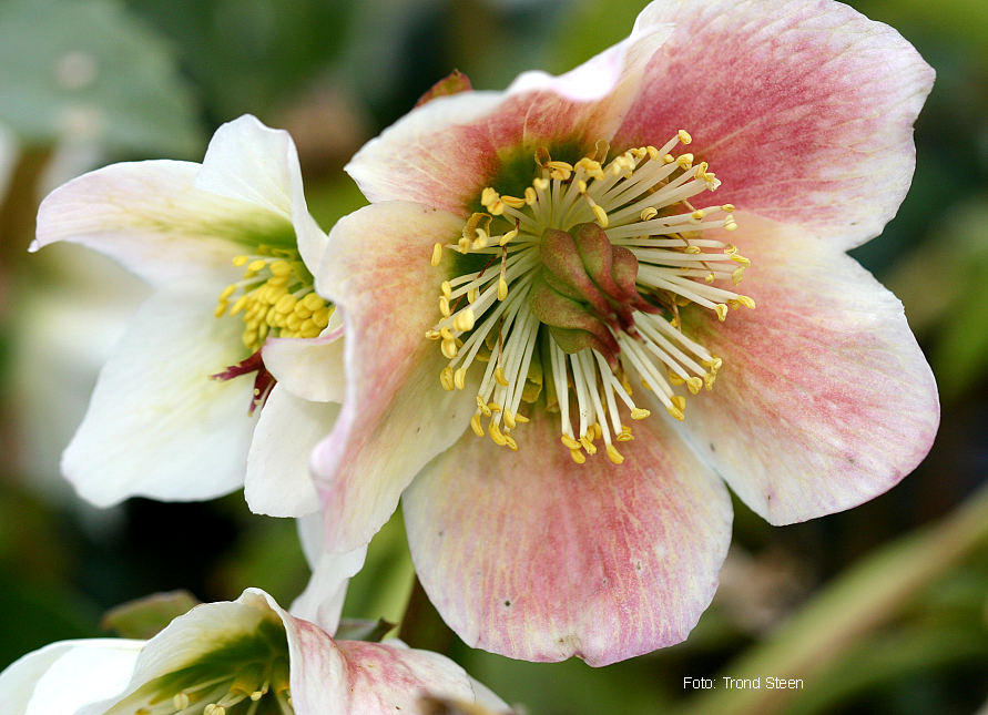 212 Christmas Rose Flower Wallpapers