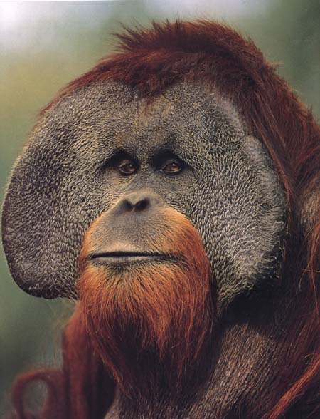 [orangutan.jpg]