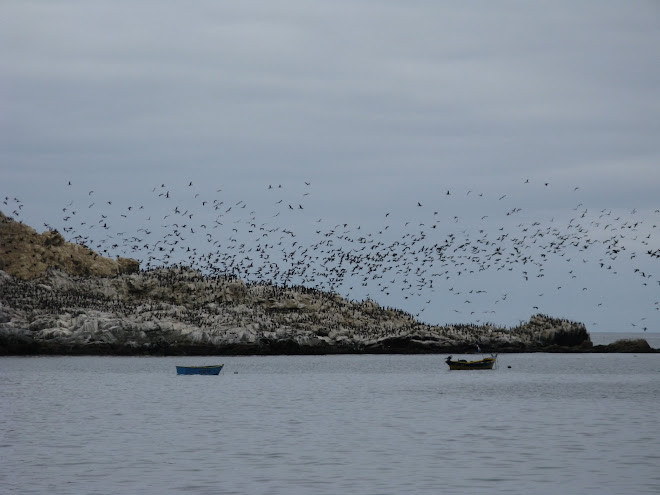 Miles de aves creando una sola energia