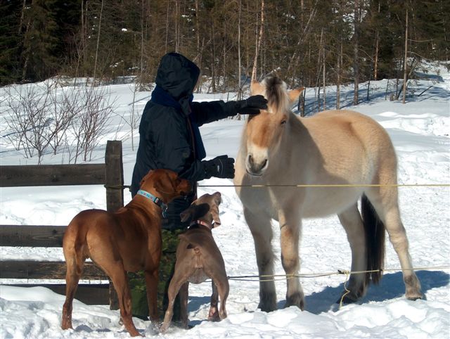 The Puppies and the Horses!