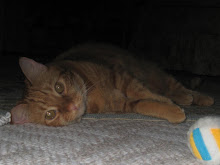 Abbie ~ Abigail Adams<br>October 8, 2010 - June 23, 2018