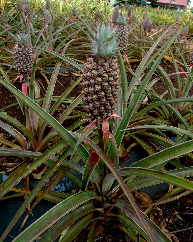 dole-plantation-koi-pond