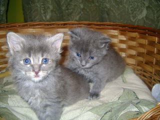 Adoptandonos Gatitos Re Bebes En Adopcion