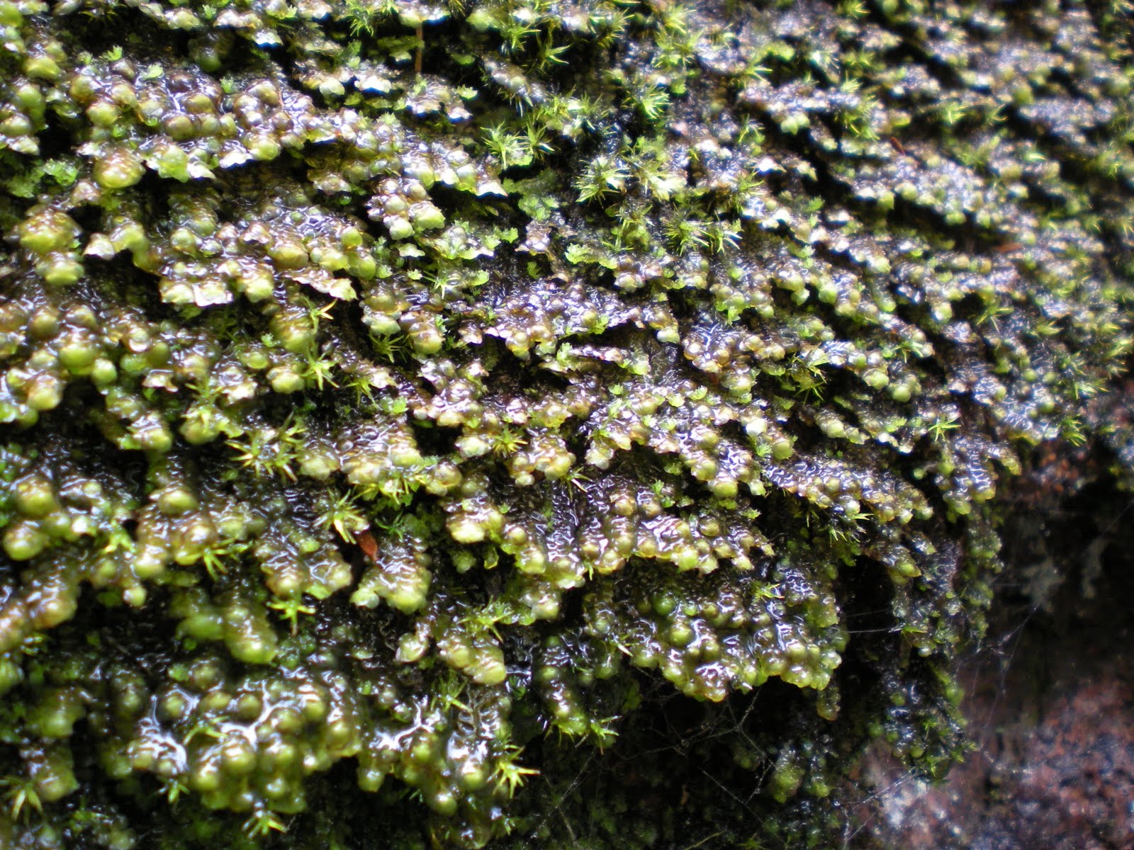 Maine 2010: Emery Path-Acadia National Park