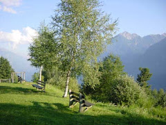 LA PROPOSTA. Alberi e panchine per abbellire spazi pubblici abbandonati. Lo facciamo?