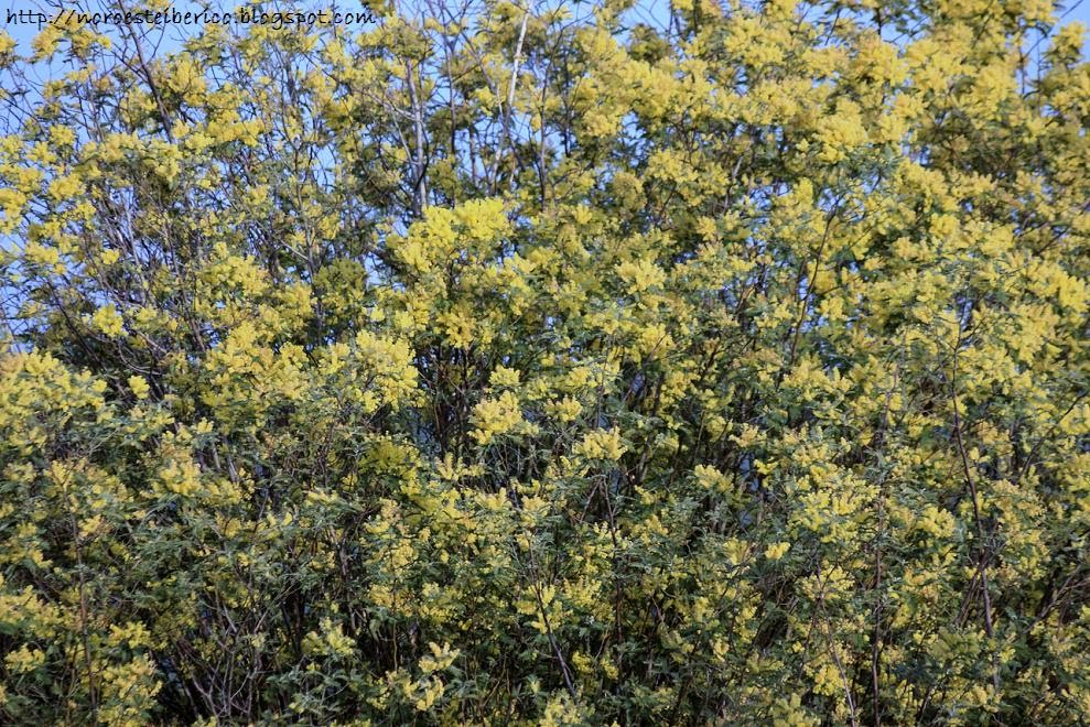 Noroeste Ibérico Acacia