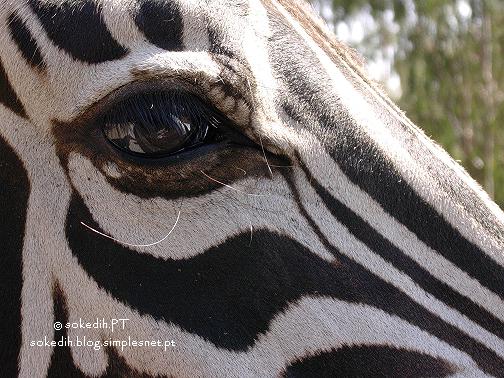 [Blog_dos_Bichos_469.jpg]