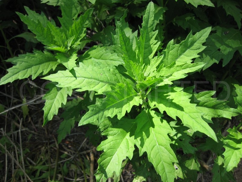 Texas Flora