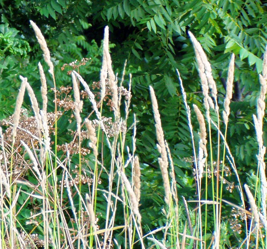 [Iowa+wheat+pic.jpg]