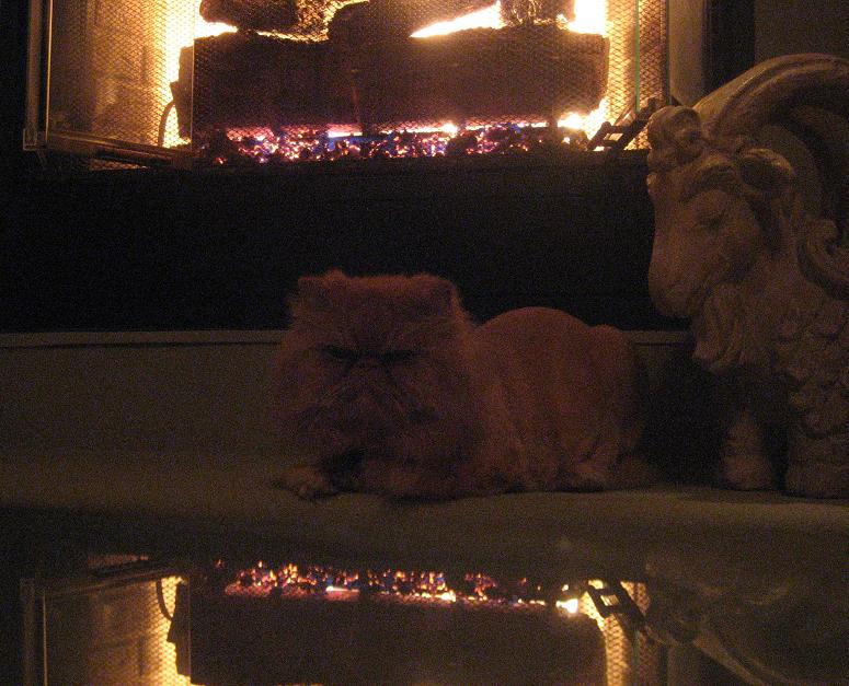 [Owen-funny-cat-persian-fireplace-dark-sit.jpg]