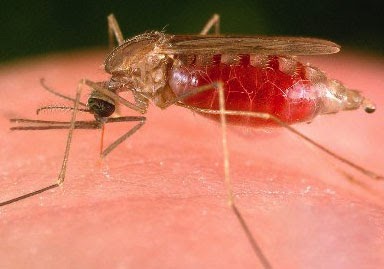 Gambar Nyamuk Anopheles Betina/Nyamuk Malaria  Contoh 