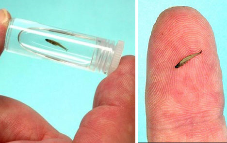 World's Smallest Things