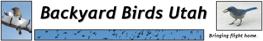 Backyard Birds Utah