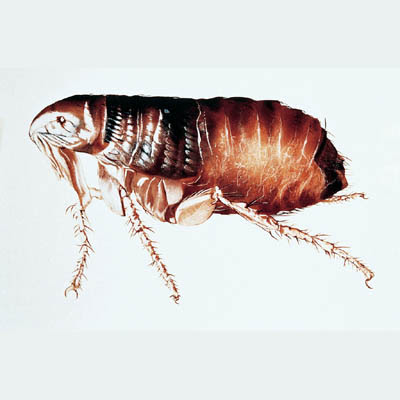 Mascotas, perros y gatos, animales domésticos: las pulgas