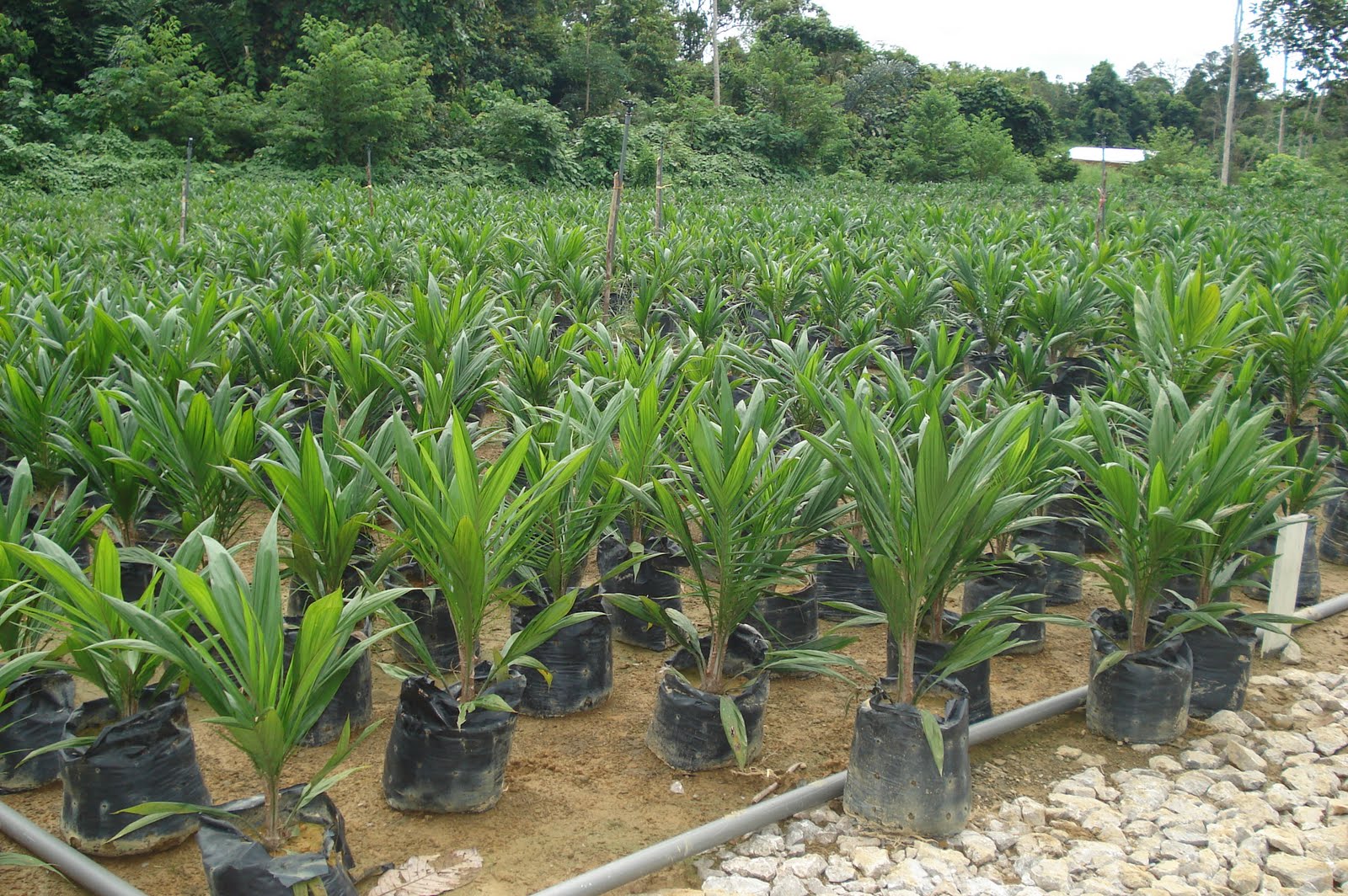 Carpe Diem Oil palm seedlings for sale.