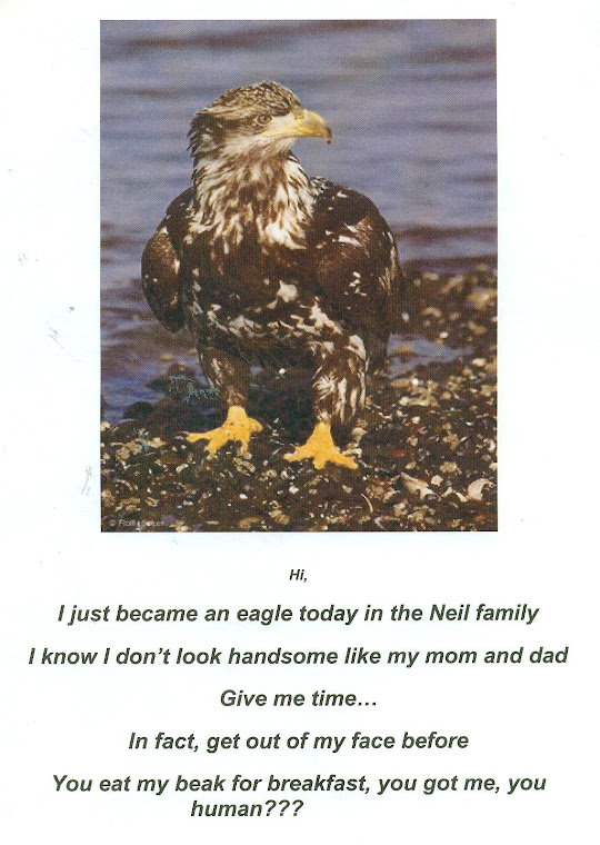Baby Eagle represents MATTEO NEIL, son of the Neils who got his EAGLE SCOUT