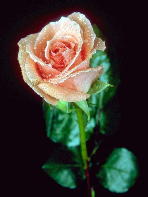 [D01C0017.JPG]