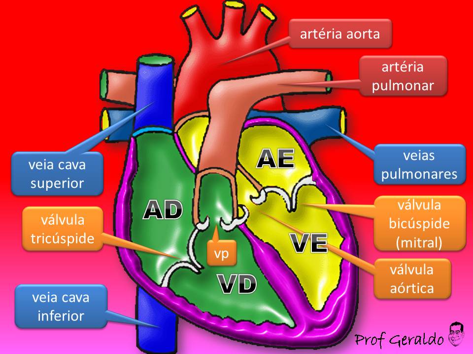 EzoideFisio Circulação