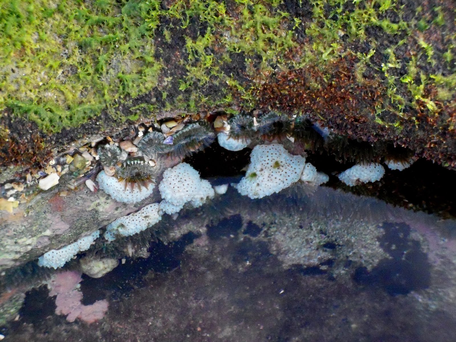 Ocean Whispers: ROCKPOOLS - A window to another world