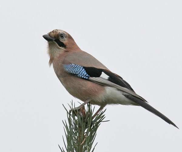 Картинка сойка для детей на прозрачном фоне