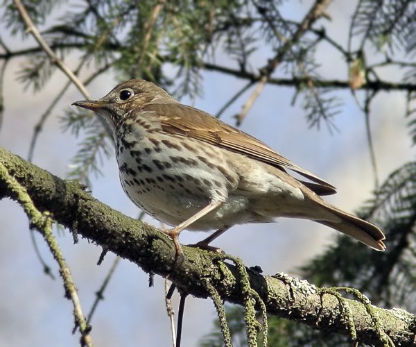 дрозд певчий птица. пение певчего дрозда. голос дрозда птицы. певчий дрозд птица пение. дрозд с червяком.