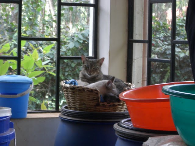 [cats+in+nairobi.JPG]