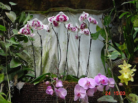 Tall Orchids