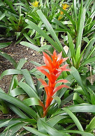 Orange Orchids