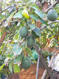 Avocados