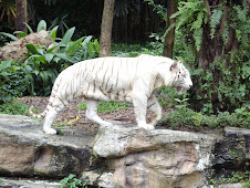 Singapore Zoo's prized "White Tigers".(23-10-2007)